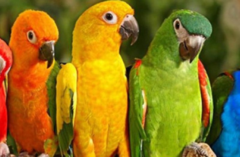 Vinkovci - vinkovci.com.hr - I to je moguće, u Iloku se kradu i papige